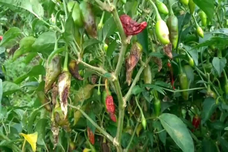 ஈரோட்டில் மழையால் அழுகிய பச்சை மிளகாய்