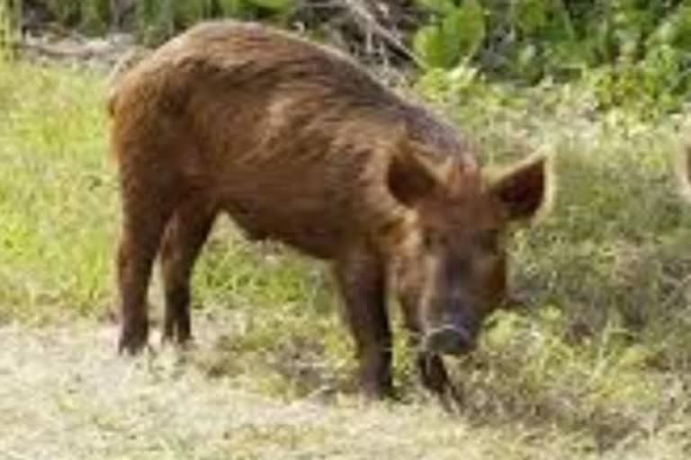 57 year old man seriously injured by wild boar attack