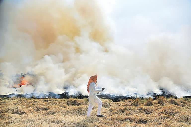 stubble burning