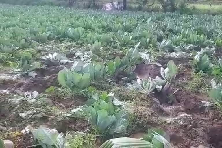 wild-elephants-destroyed-crop-in-ramanagar-district