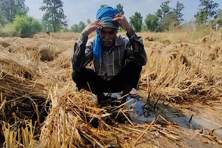 Unseasonal rain ruined the crop in Kanker