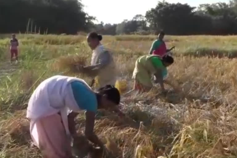 Farmers busy in paddy field