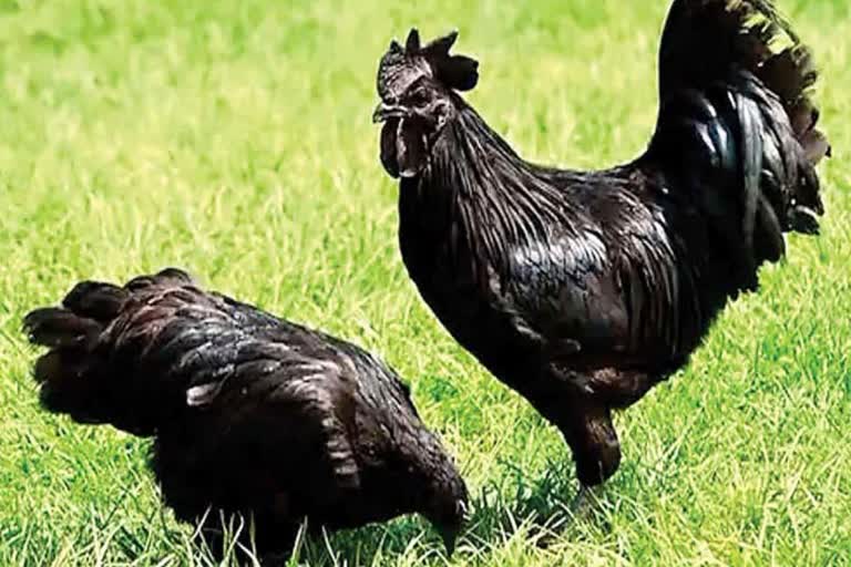 kadaknath-chicken-demand-in-winter-session