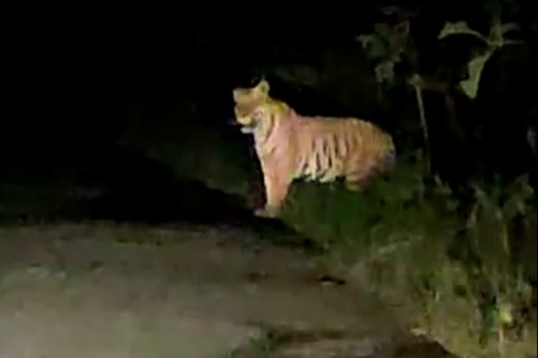 Tiger wandering video, tiger attack cattle