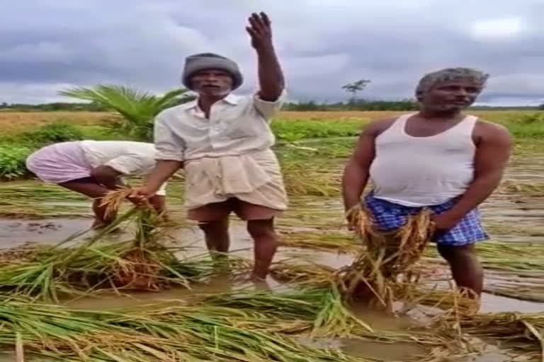 paddy-crop-destroyed-due-to-heavy-rain-in-haveri-district