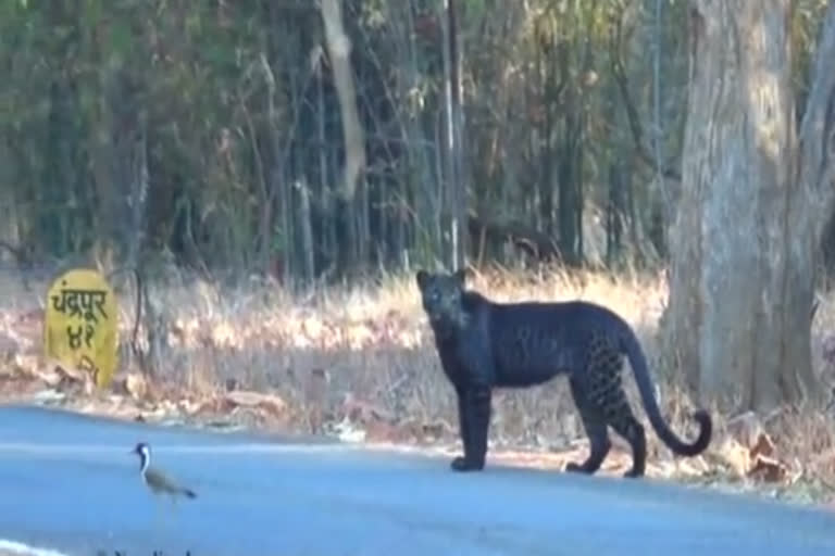 Tadoba National Park