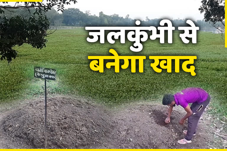 agricultural-scientist-discovered-way-to-make-fertilizer-from-hyacinth-in-hazaribag