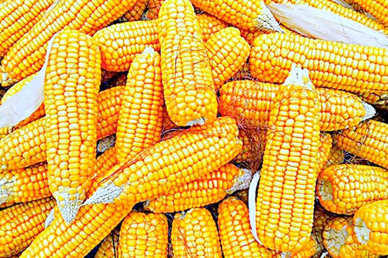telangana Corn Farmers problems to sell Crop yield in market
