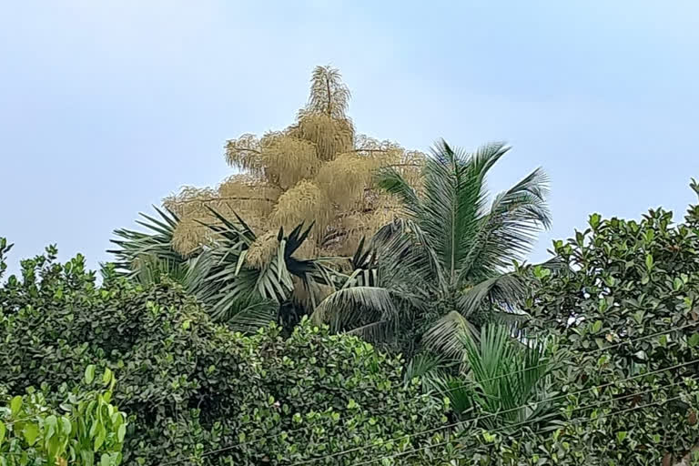 Flower Blooms in Rarest   Shritale tree in dakshina kannada