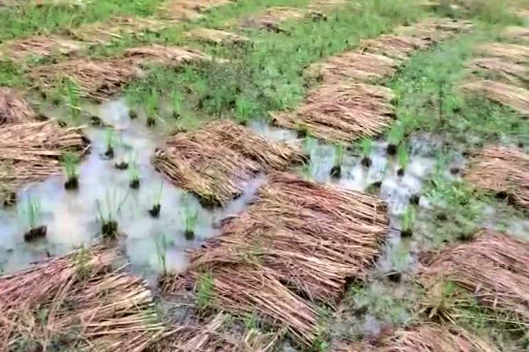 paddy crop