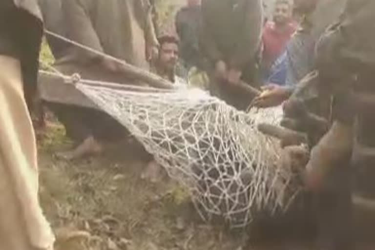 Bear captured in kulgam  Bear in kulgam  kulgam news  etv bharat news  کولگام میں ریچھ  ریچھ سے کولگام میں خوف  کولگام میں محکمہ وائلڈ لائف نے ریچھ کو پکڑا