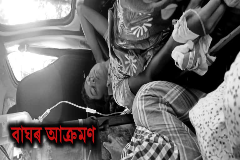 student-injured-in-royal-bengal-tiger-attack-in-dalgaon