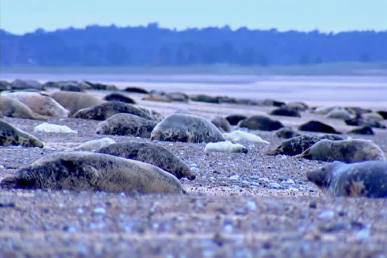 grey seals