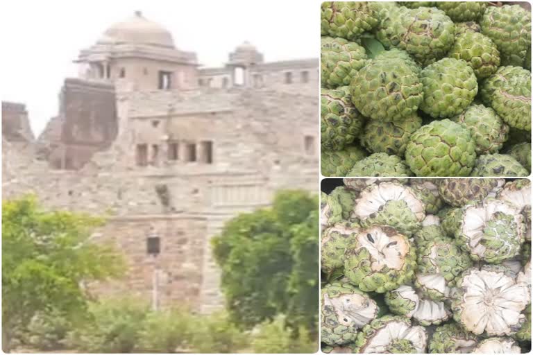 shareefa fruit in chittorgarh