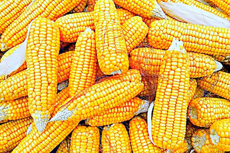 MAHABOOBNAGAR CORN FARMERS PROBLEMS TO SELL CROP YIELD IN MARKET