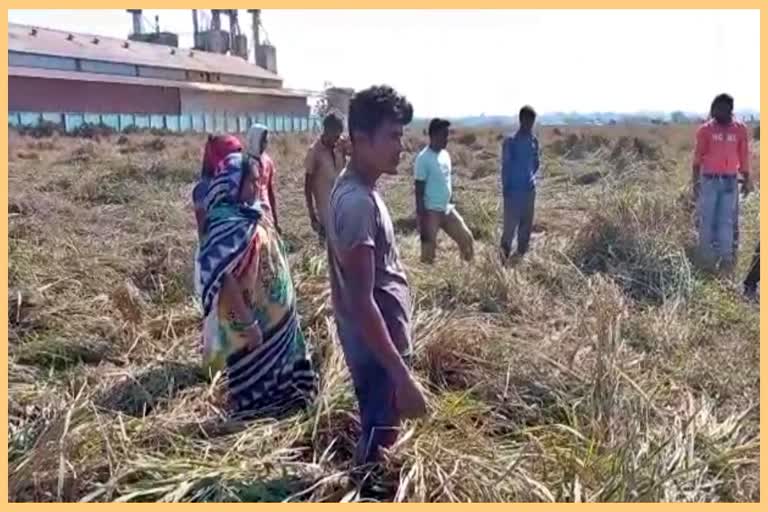 industrial-pollutants-spoils-paddy-in-kaliabar