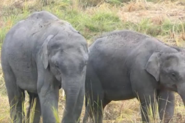 Cultivation for elephant in Samaguri