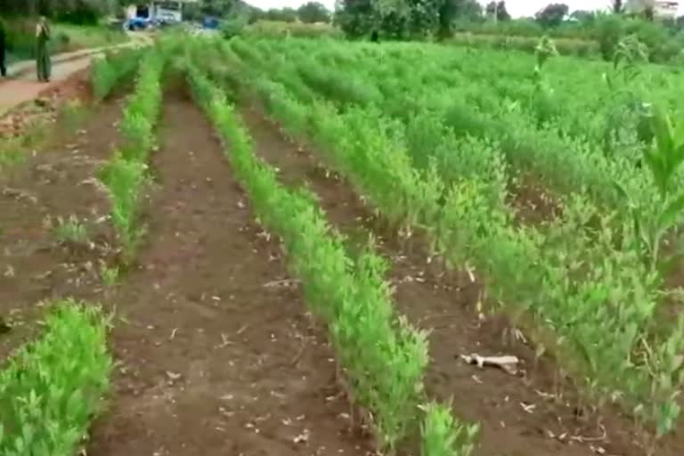 red gram crop facing lack of rain