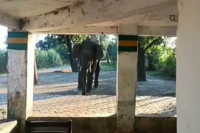 elephant-terror-in-kaladhungi