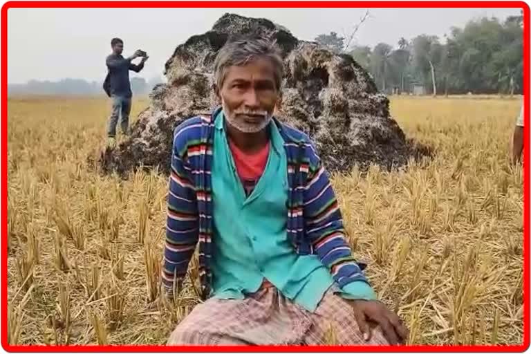 harvested paddy set on fire by miscreants at Barpeta