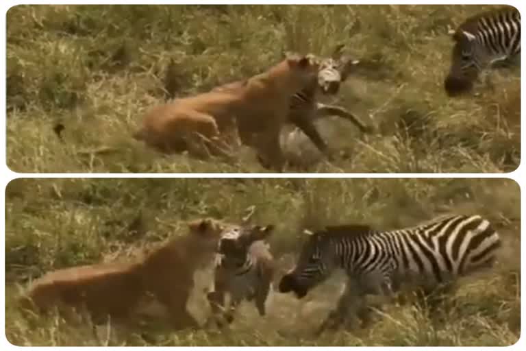 Viral Video of Mother Zebra