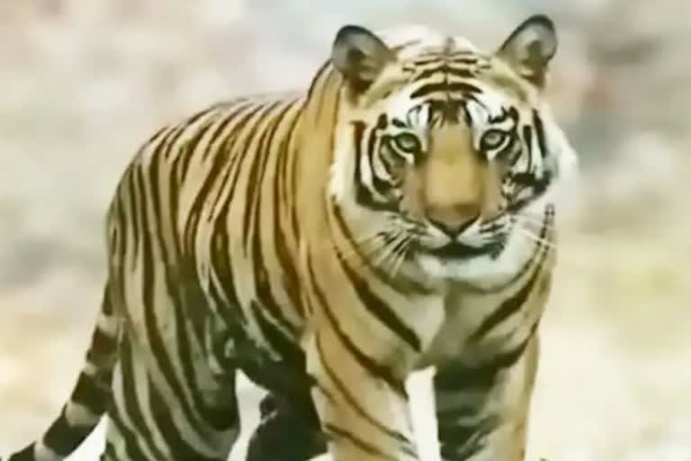 tigers