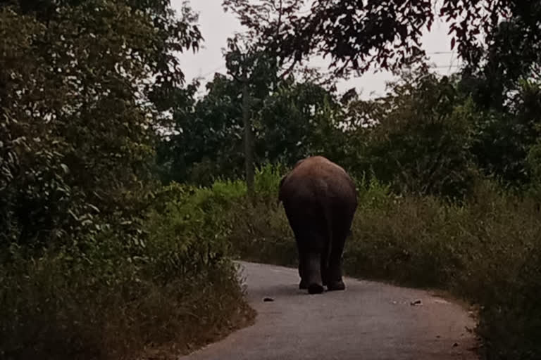 elephant in Ramgarh crushed young man