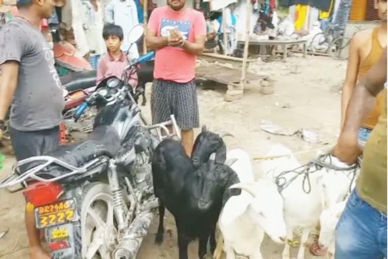 Increasing incidence of goat theft