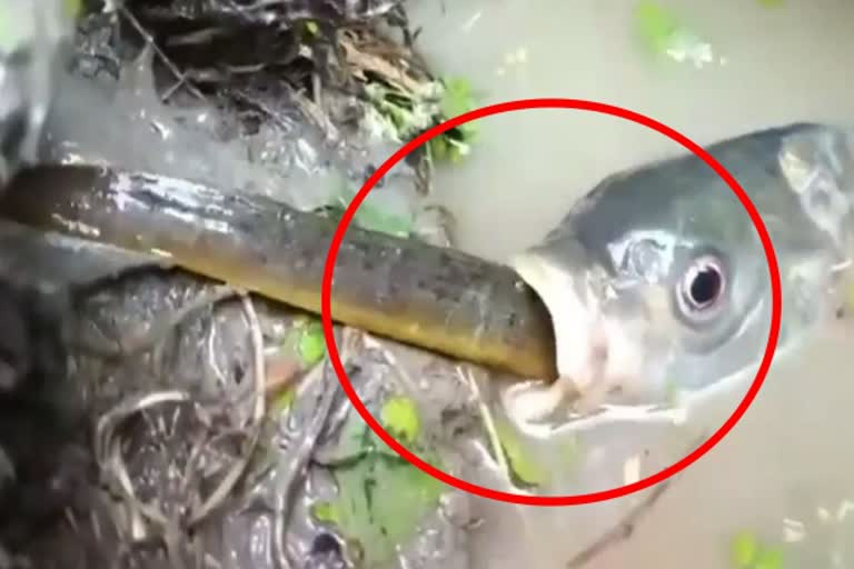 Fish swallows snake