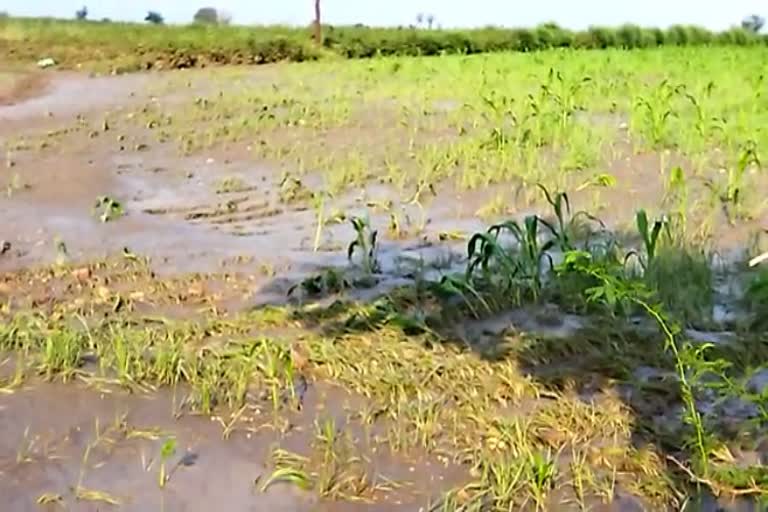 unseasonal rain demolishes 34.682 hectares crop  in Kundagola