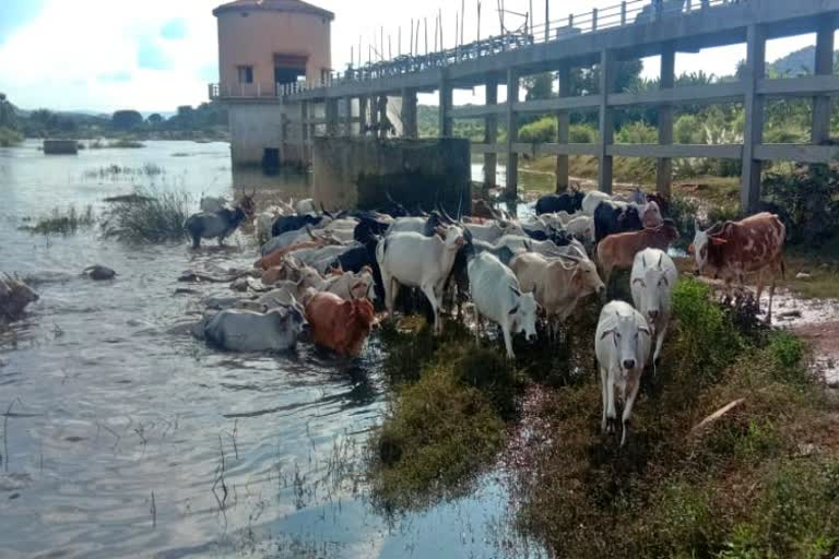 Tungabhadra River