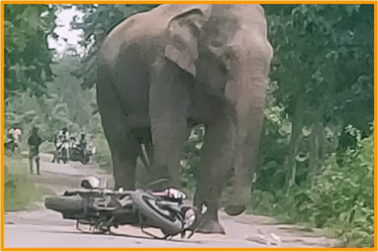 one-person-killed-by-wild-elephant-attack-in-karbi-anglong