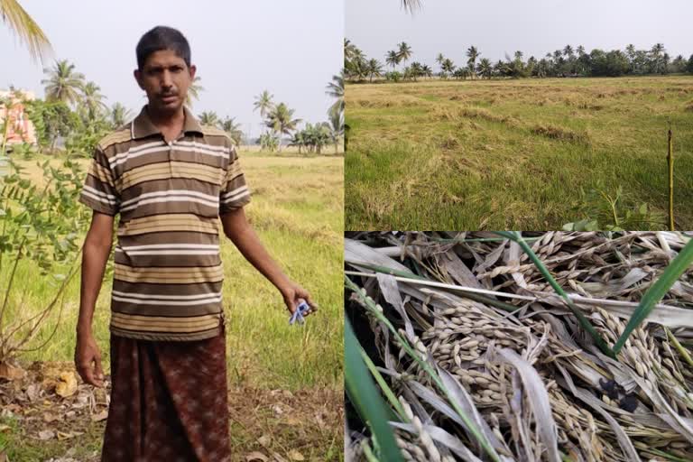 Kuttanad Rice Cultivation  Kuttanad Farming  Upper Kuttanad  Kottayam  കോട്ടയത്തെ കർഷകർ  അപ്പർ കുട്ടനാട്  വിരിപ്പ് കൃഷി  നെൽ കൃഷി