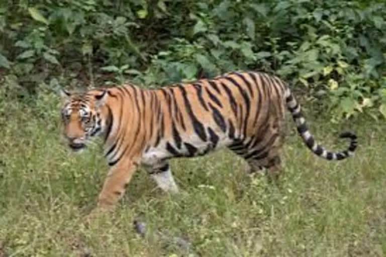 वाघाच्या हल्ल्यात जागीच मृत्यू