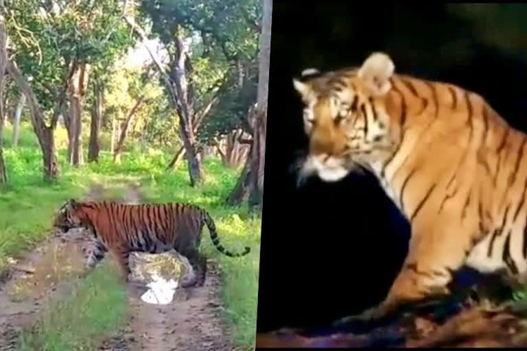 Tigers found in Chamarajanagar