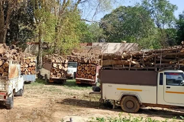 Wood smuggling haryana