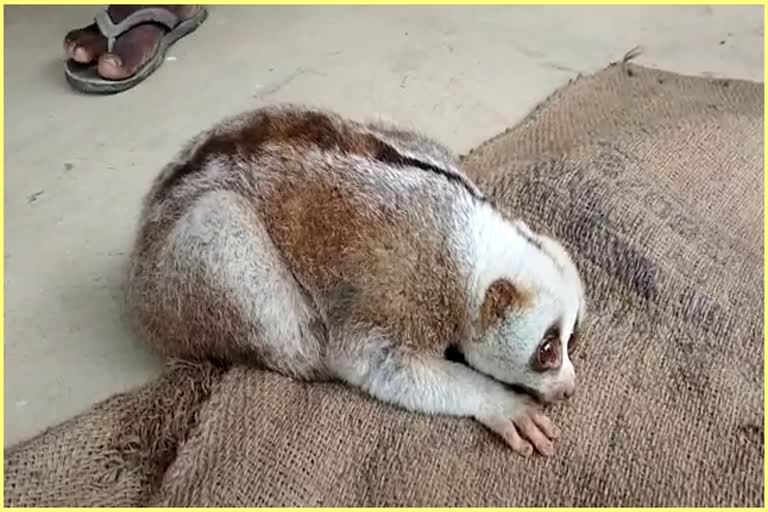 slow-loris-rescued-at-tengani-of-golaghat-district