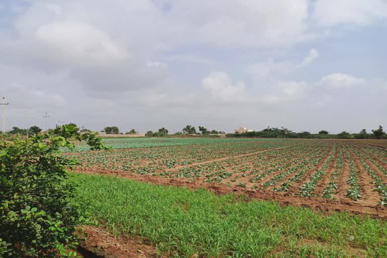 kutch Rabi crops Sowing:  કચ્છ જિલ્લામાં અત્યાર સુધીમાં 48,770 હેક્ટરમાં રવી પાકોનું વાવેતર કરવામાં આવ્યું