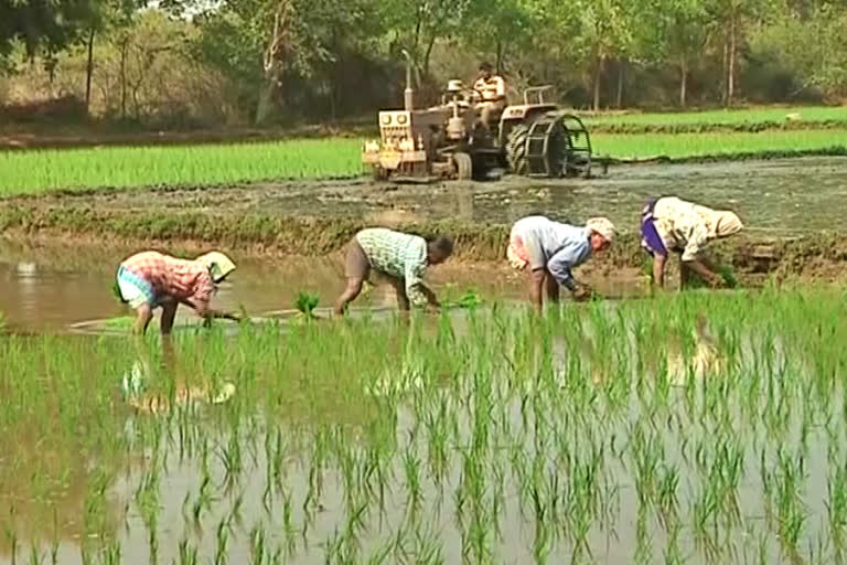 Diesel prices effect on Farmers: