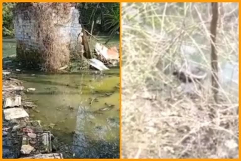 crocodile entered the residential area jabalpur
