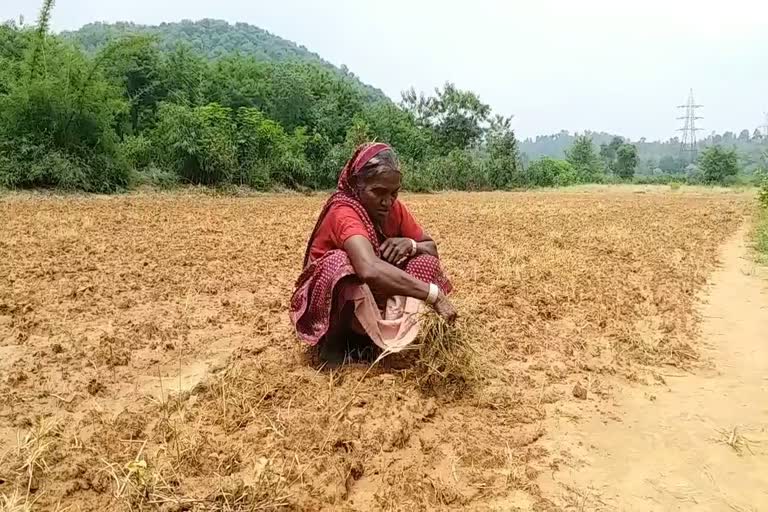 Paddy purchased in Chhattisgarh