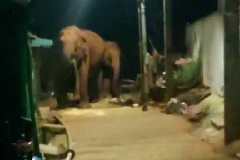 elephants enter into residential area for food at western ghats, யானைகள் அட்டகாசம்