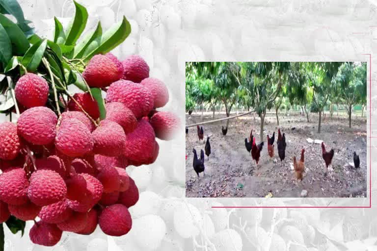 Poultry Farming In Litchi Orchards