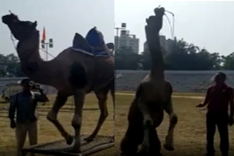 Dancing camel