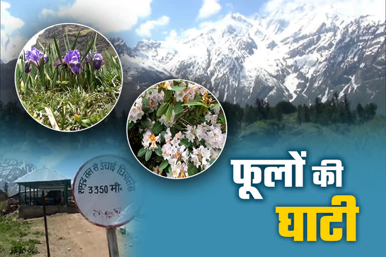 Valley of Flowers at Chhiyalekh in pithoragarh