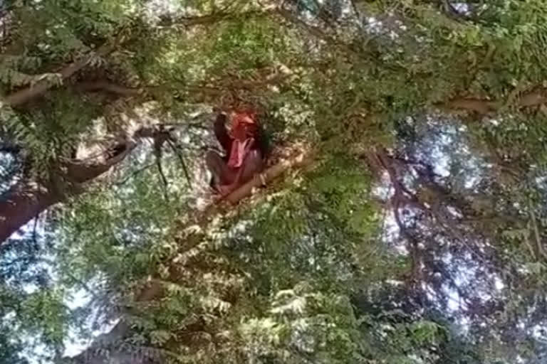 protest on trees