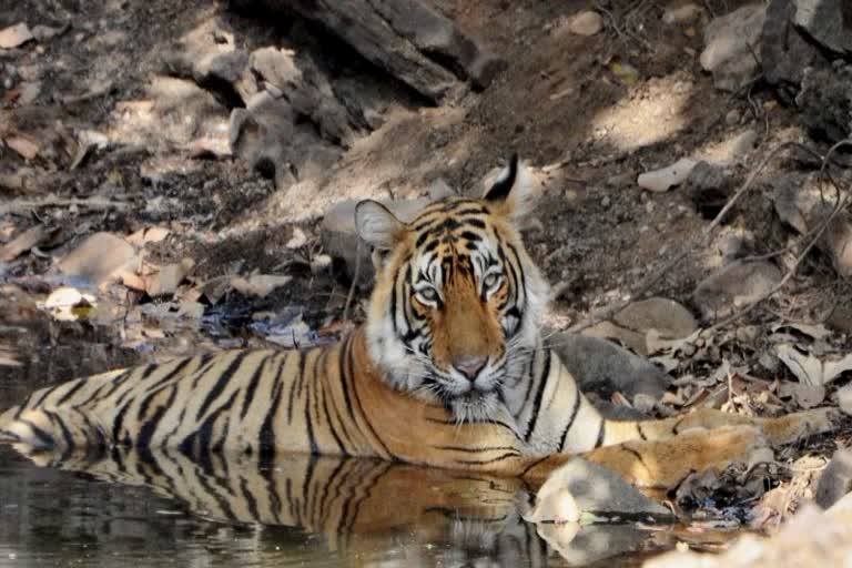 Ranthambore National Park, Sawai Madhopur news