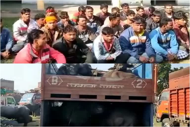 Dholpur Police big action on animal smuggling