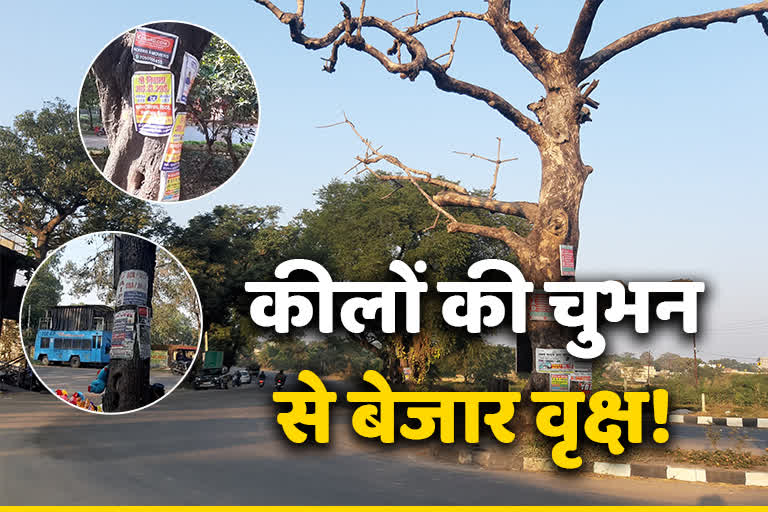 trees-damaged-by-iron-nails-wires-for-advertising-in-hazaribag