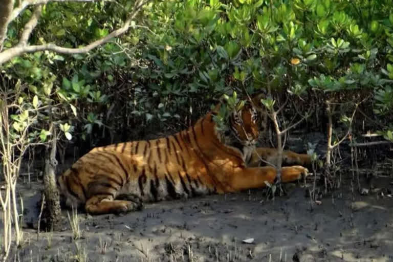 Sundarbans Tiger Census